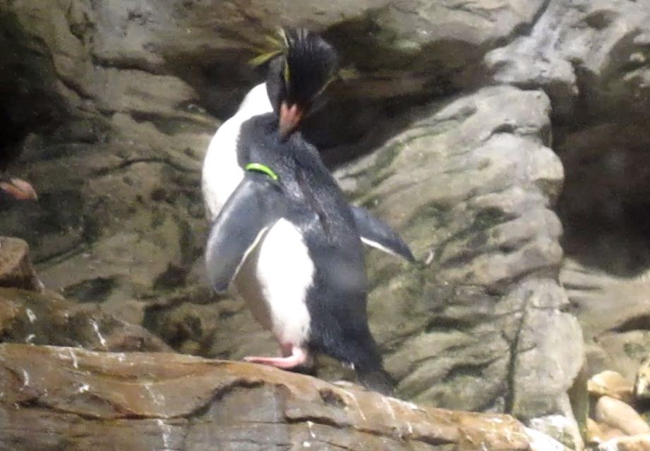 Wings of the World-Sub-antarctic Coast-Southern Rockhopper Penguin