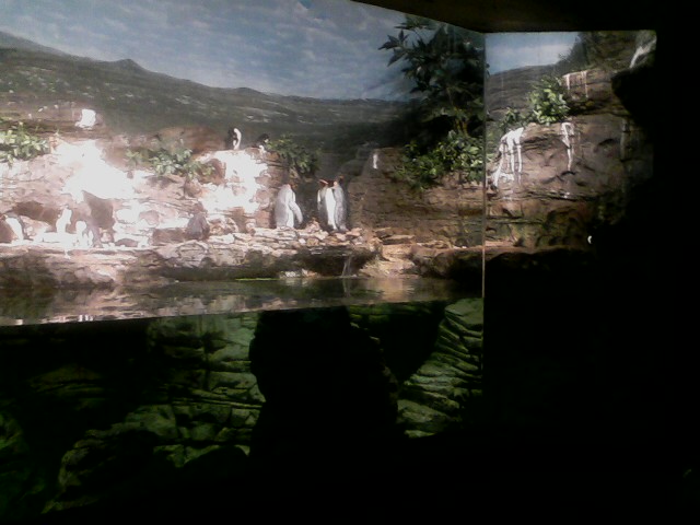 Wings of the World- Sub-antarctic Coast