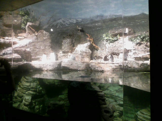 Wings of the World- Sub-antarctic Coast