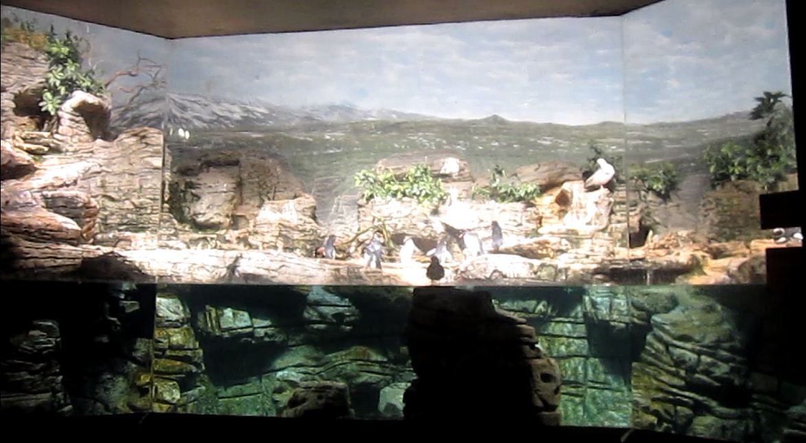 Wings of the World-Sub-antarctic Coast