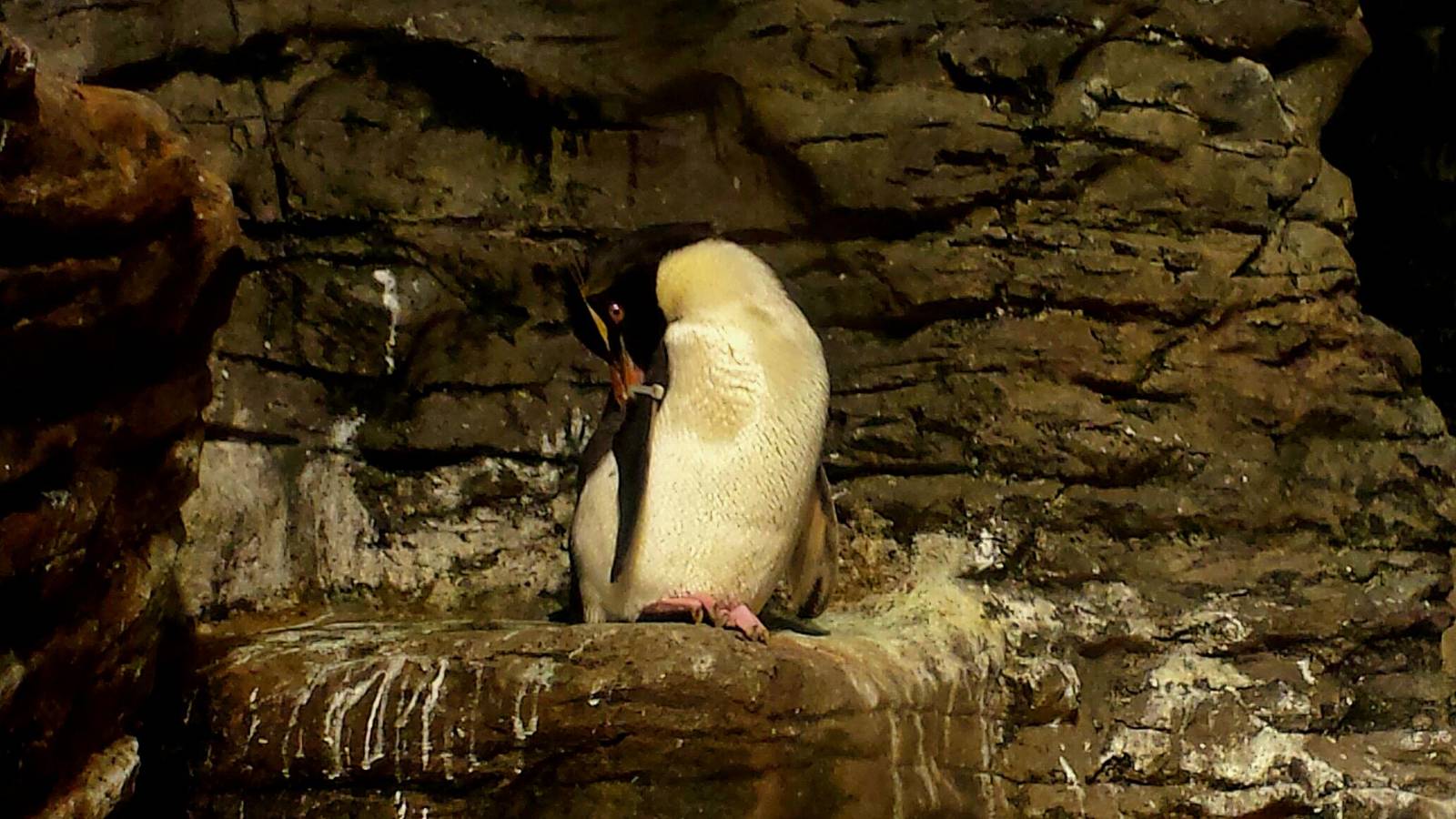 Wings of the World-Sub-Antarctica