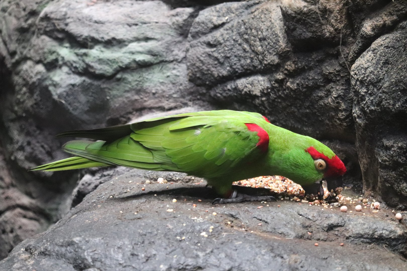 Wings of The World - Thick-Billed Parrot