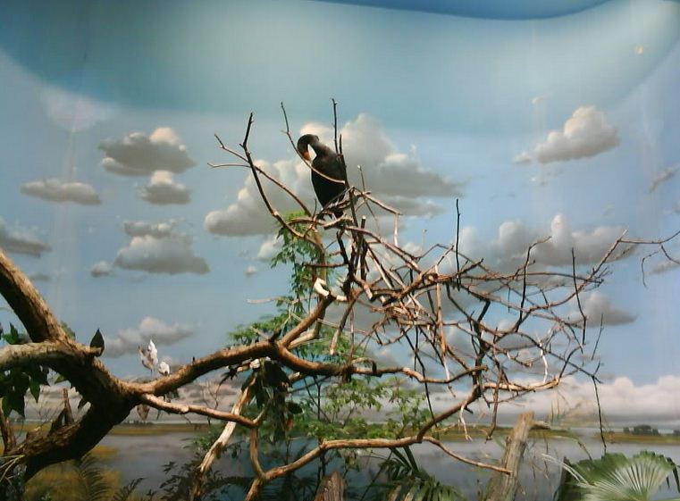 Wings of the World-Wetlands-Double-crested Cormorant