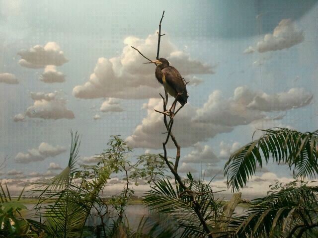 Wings of the World-Wetlands-Tri-colored Heron