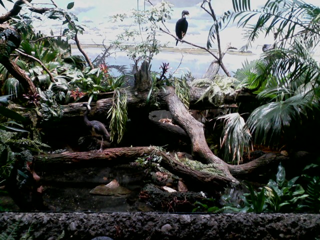 Wings of the World- Wetlands