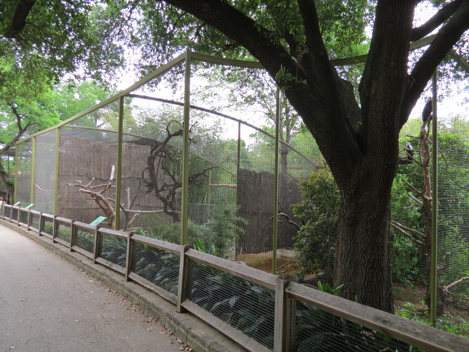 Wings of Wonder - African Fish Eagle Exhibit
