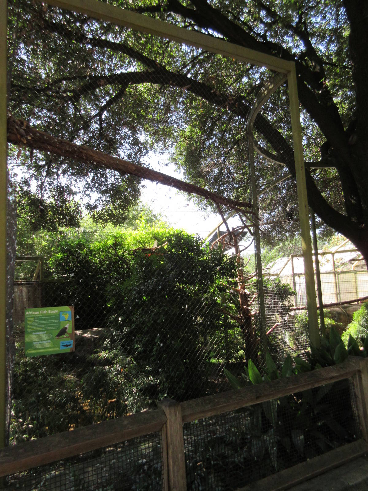 Wings of Wonder - African Fish Eagle Exhibit
