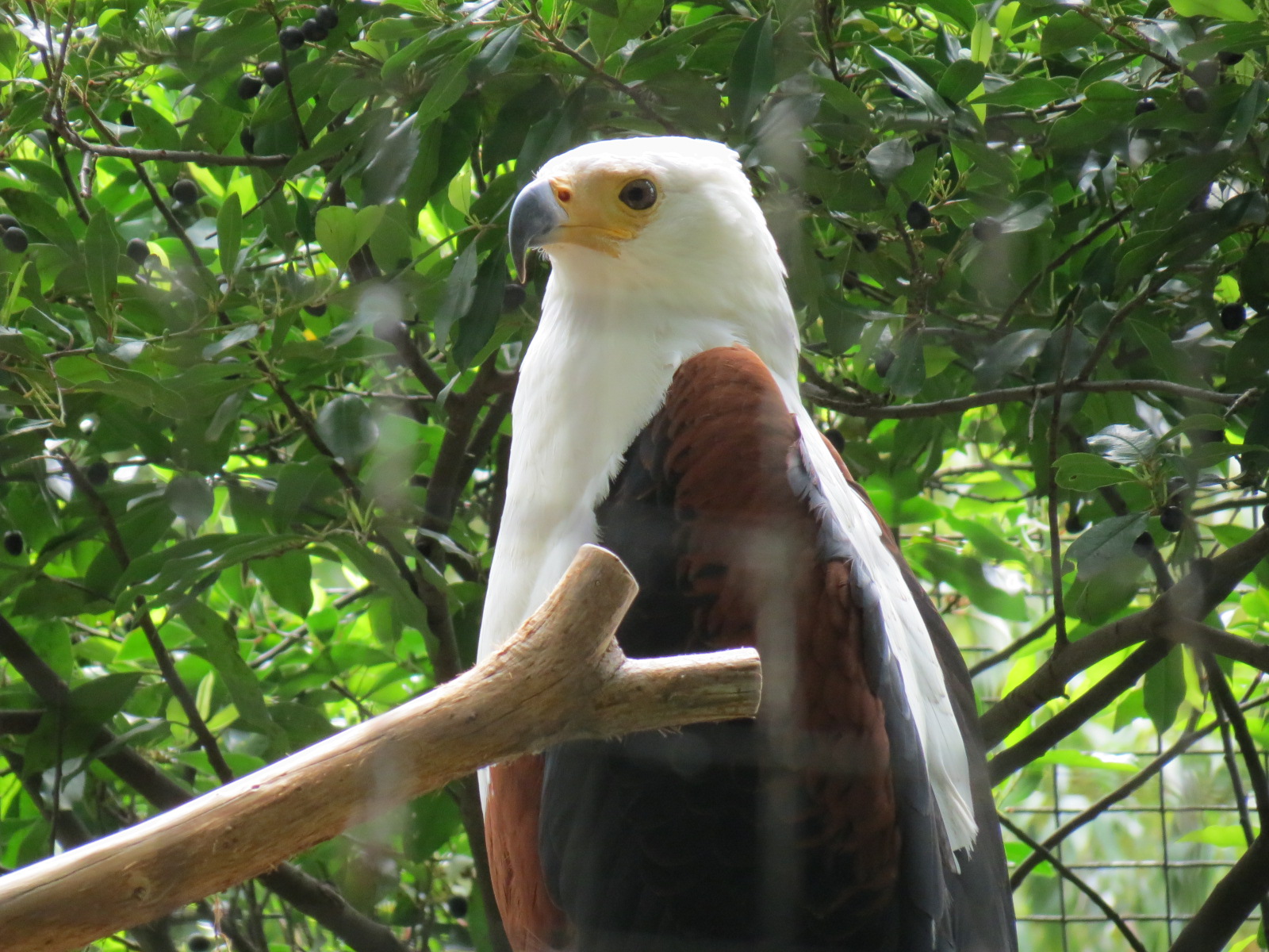 Wings of Wonder - African Fish Eagle