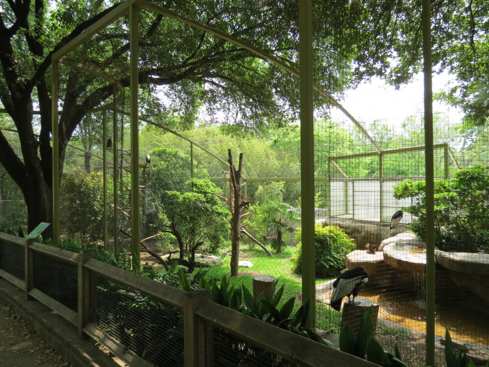 Wings of Wonder - Andean Condor Exhibit