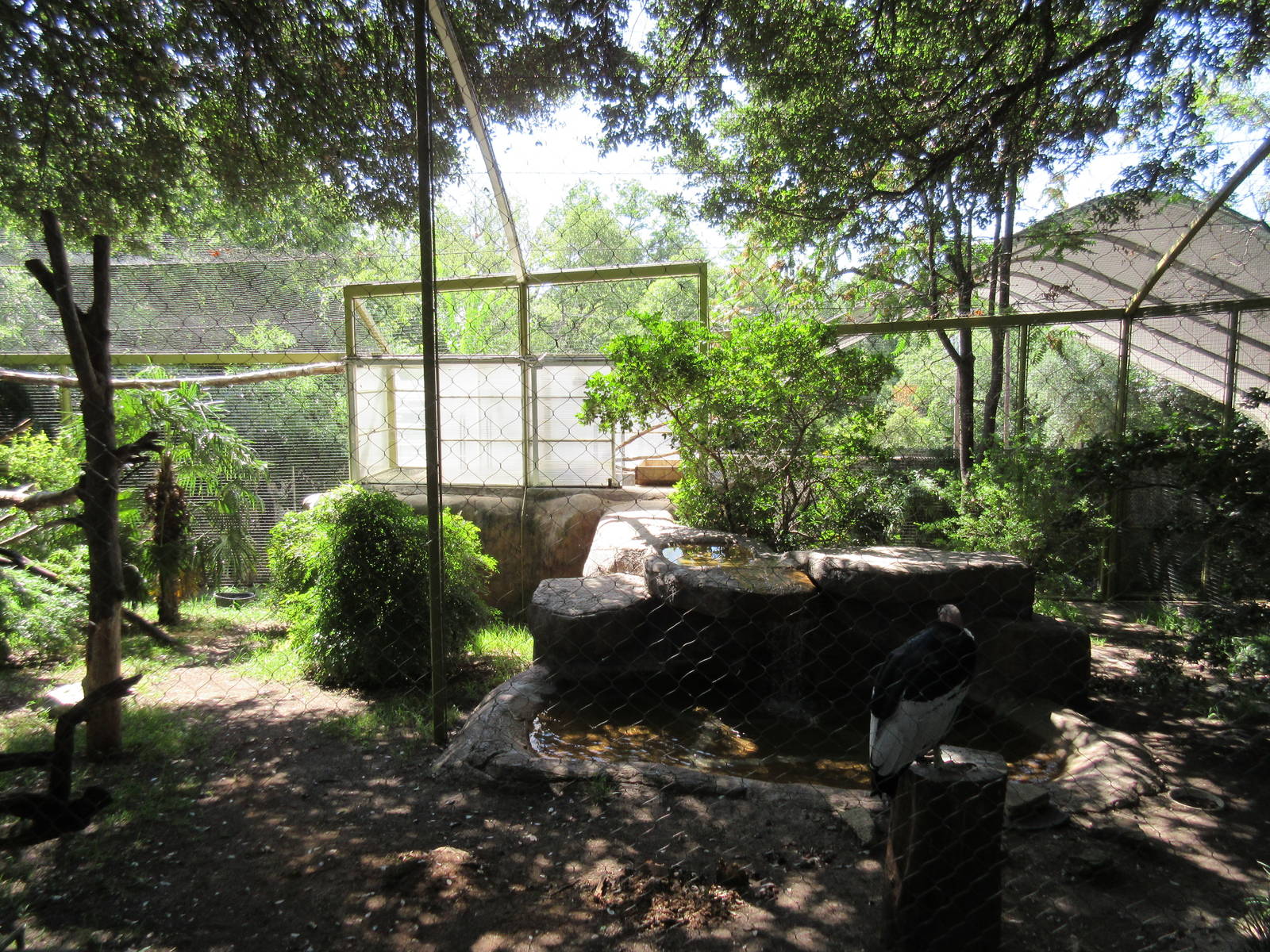 Wings of Wonder - Andean Condor Exhibit