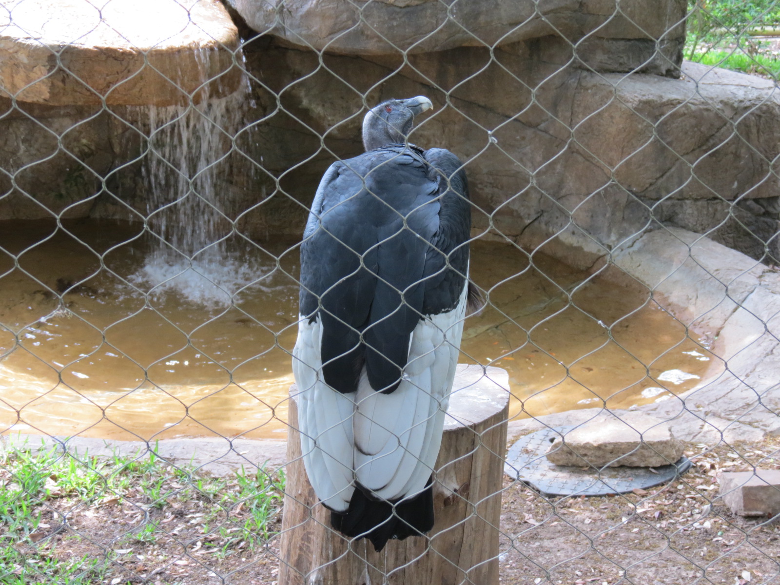 Wings of Wonder - Andean Condor
