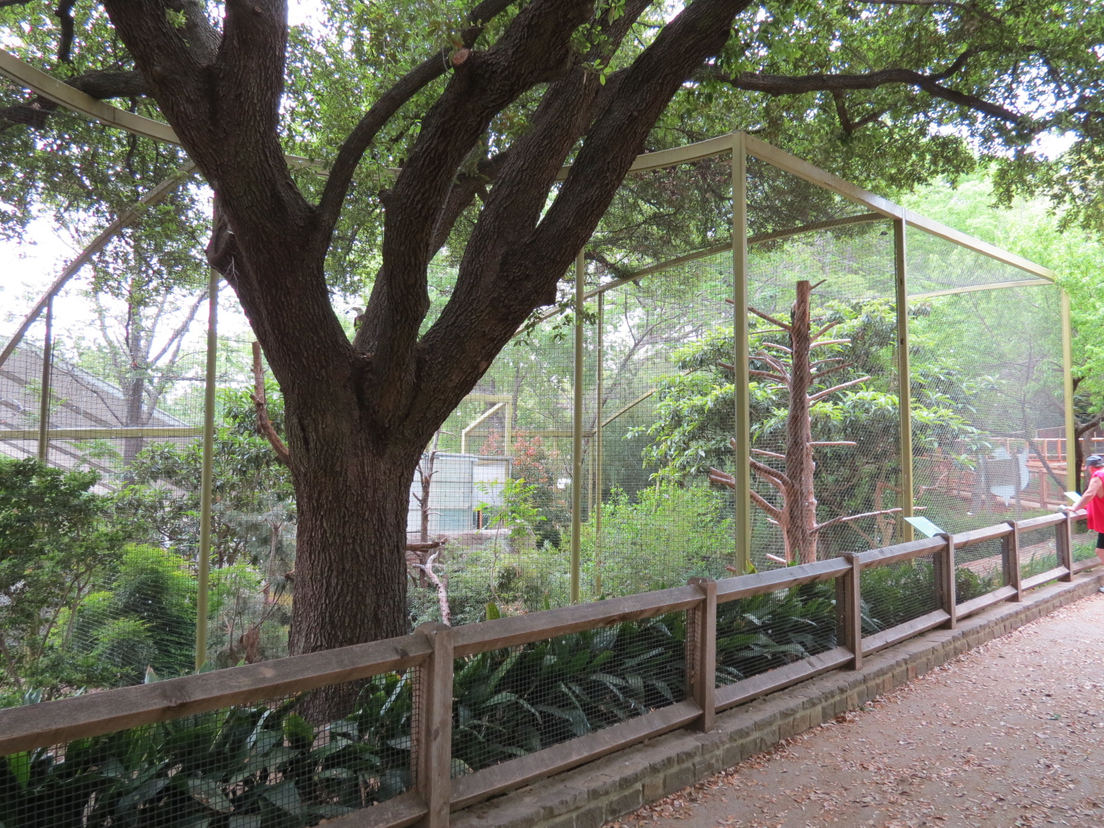 Wings of Wonder - Bald Eagle and King Vulture Exhibits