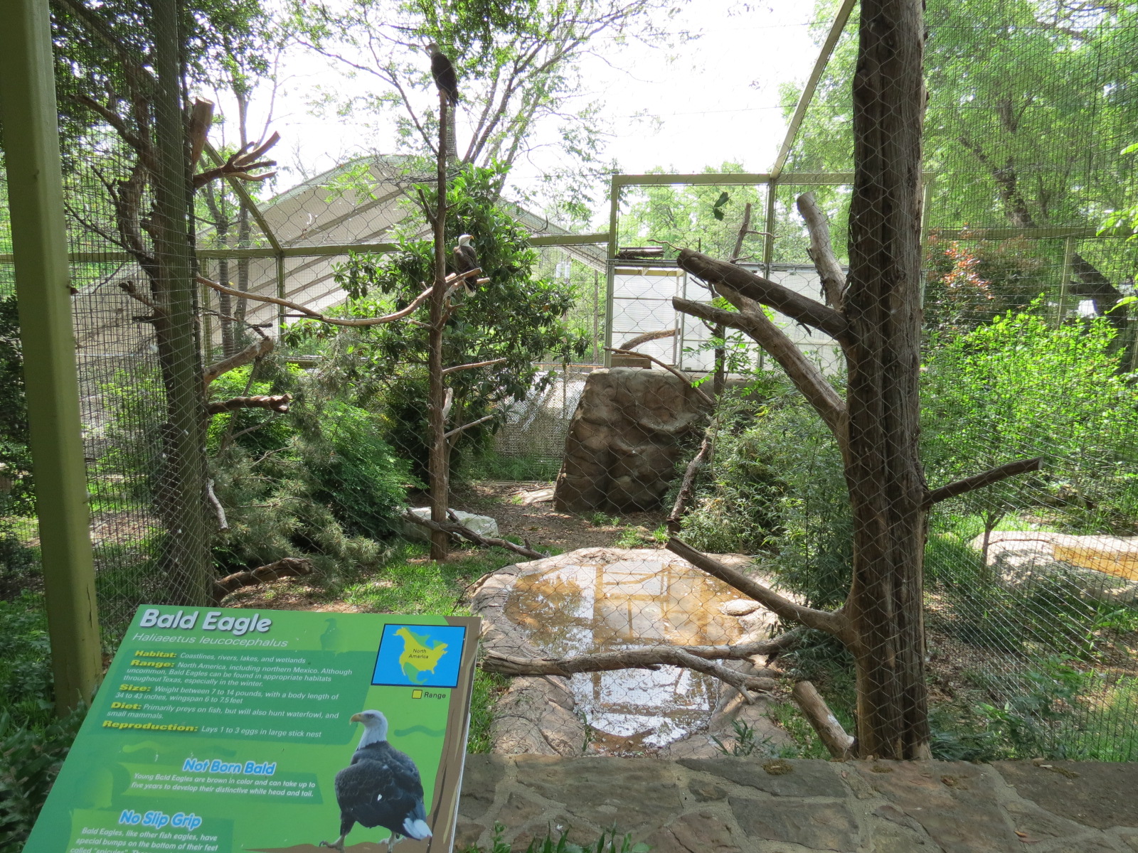 Wings of Wonder - Bald Eagle Exhibit