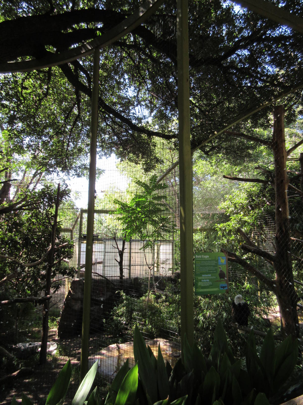 Wings of Wonder - Bald Eagle Exhibit