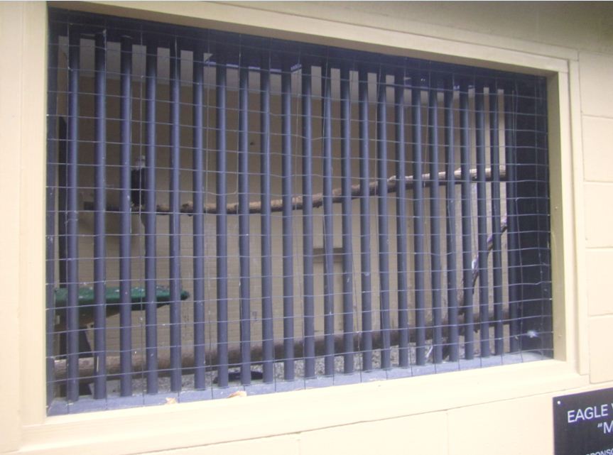 Wings of Wonder Bird Show-Bald Eagle holding