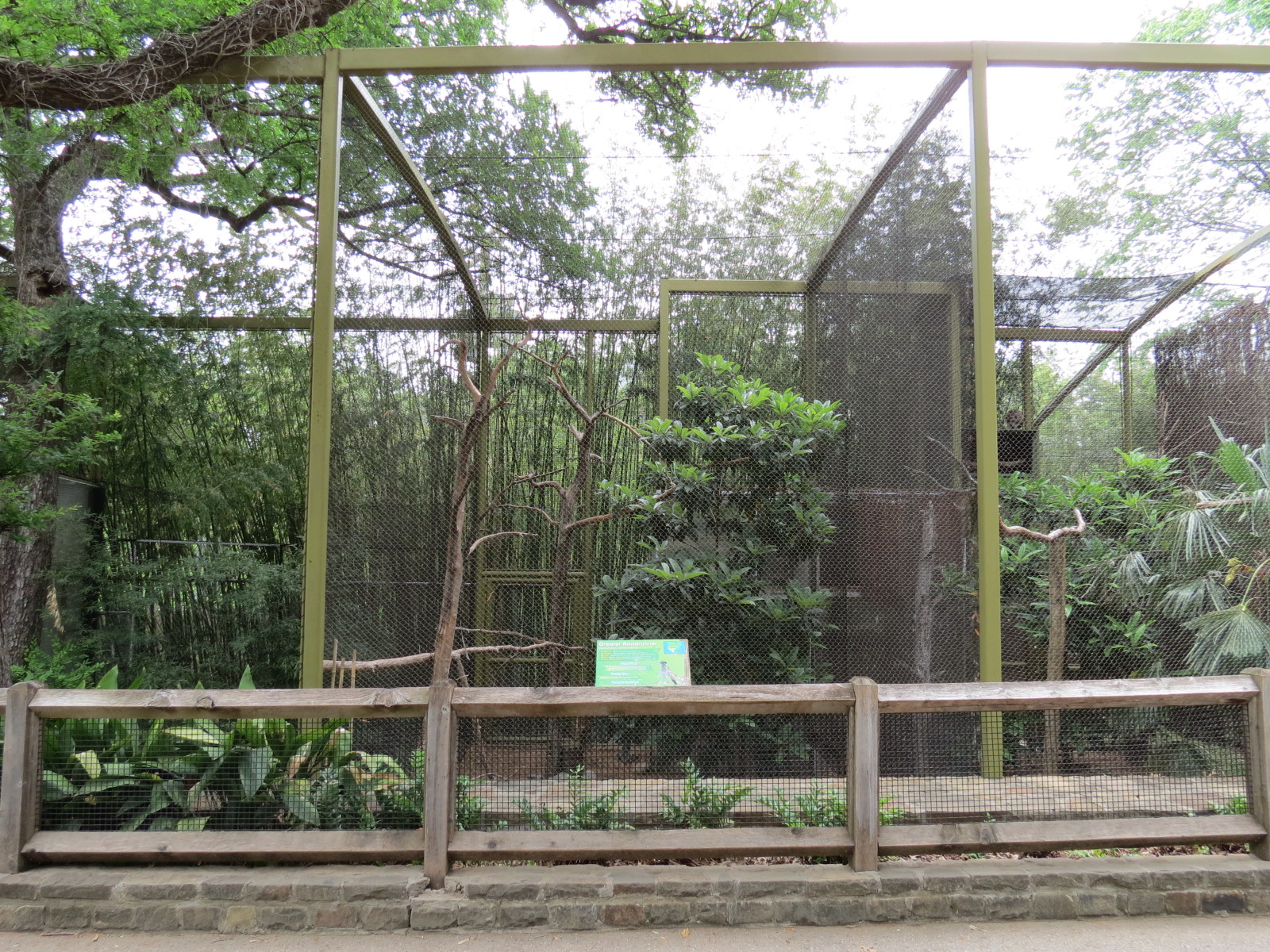 Wings of Wonder - Greater Roadrunner Exhibit