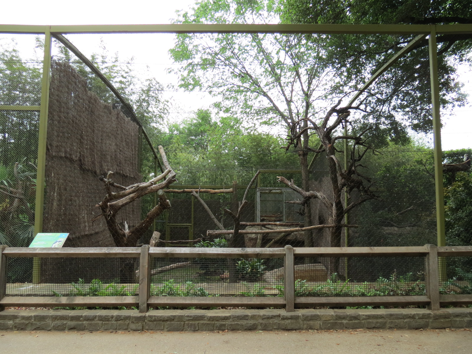 Wings of Wonder - Harpy Eagle Exhibit