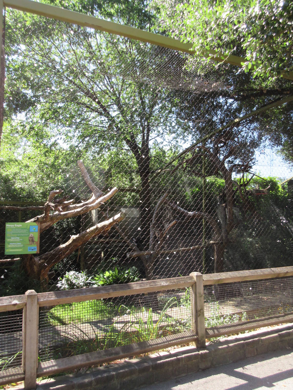 Wings of Wonder - Harpy Eagle Exhibit