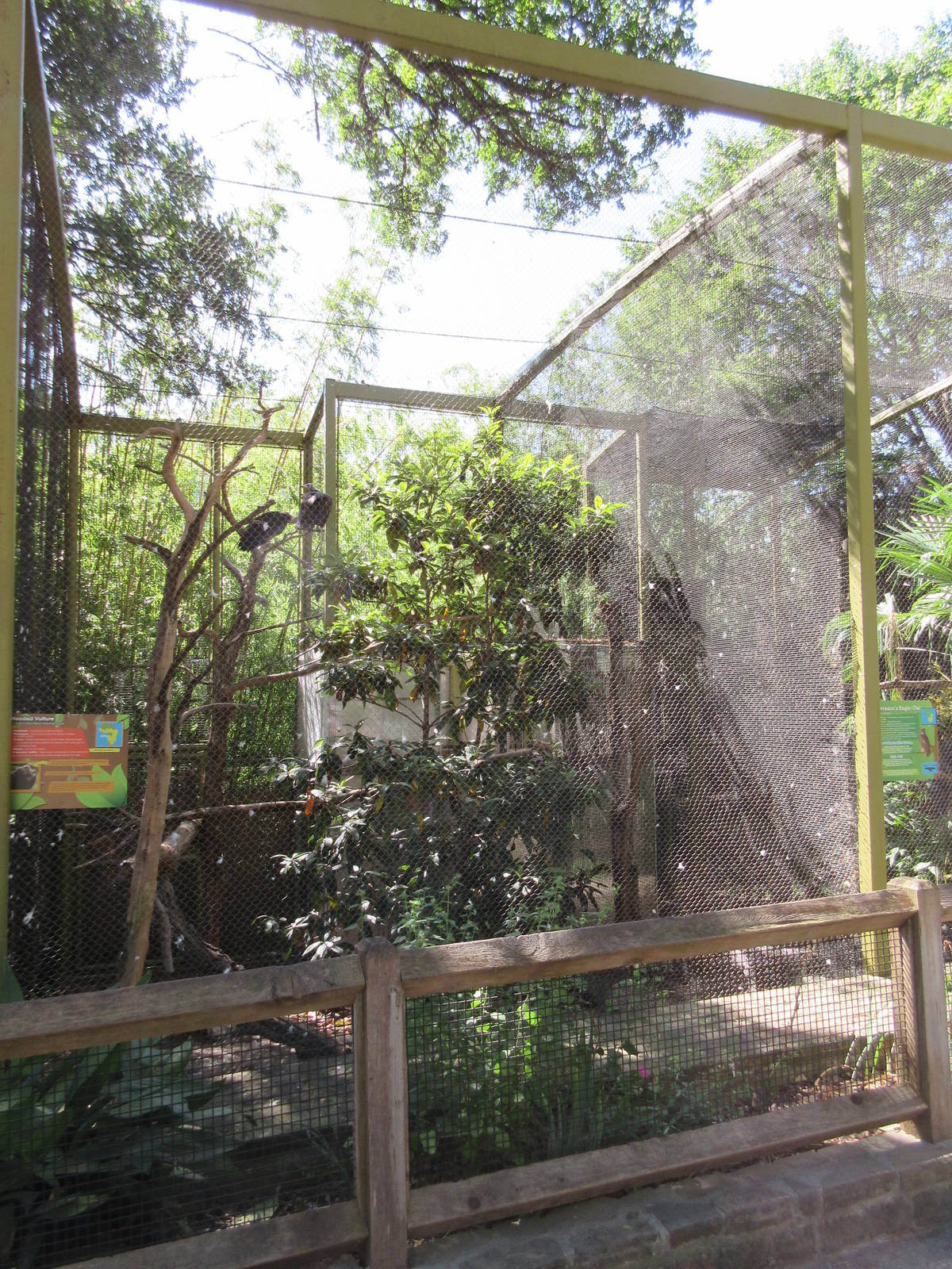 Wings of Wonder - Hooded Vulture Exhibit