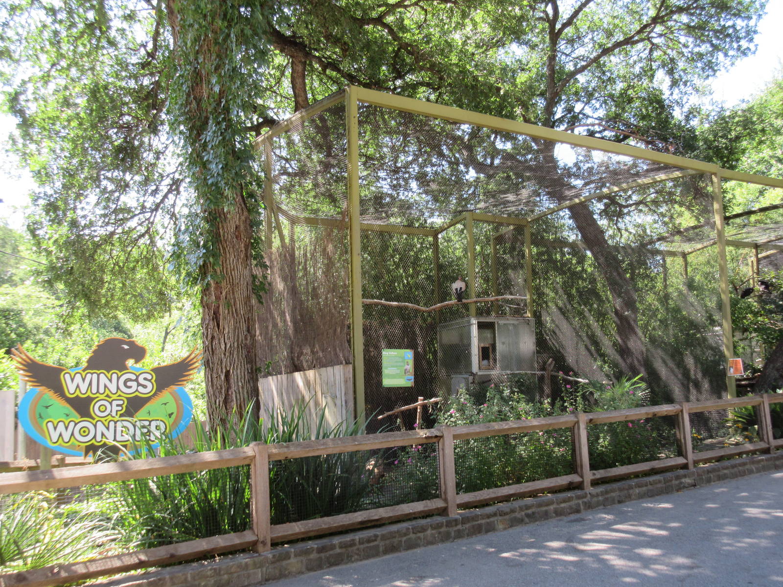 Wings of Wonder - King Vulture Exhibit