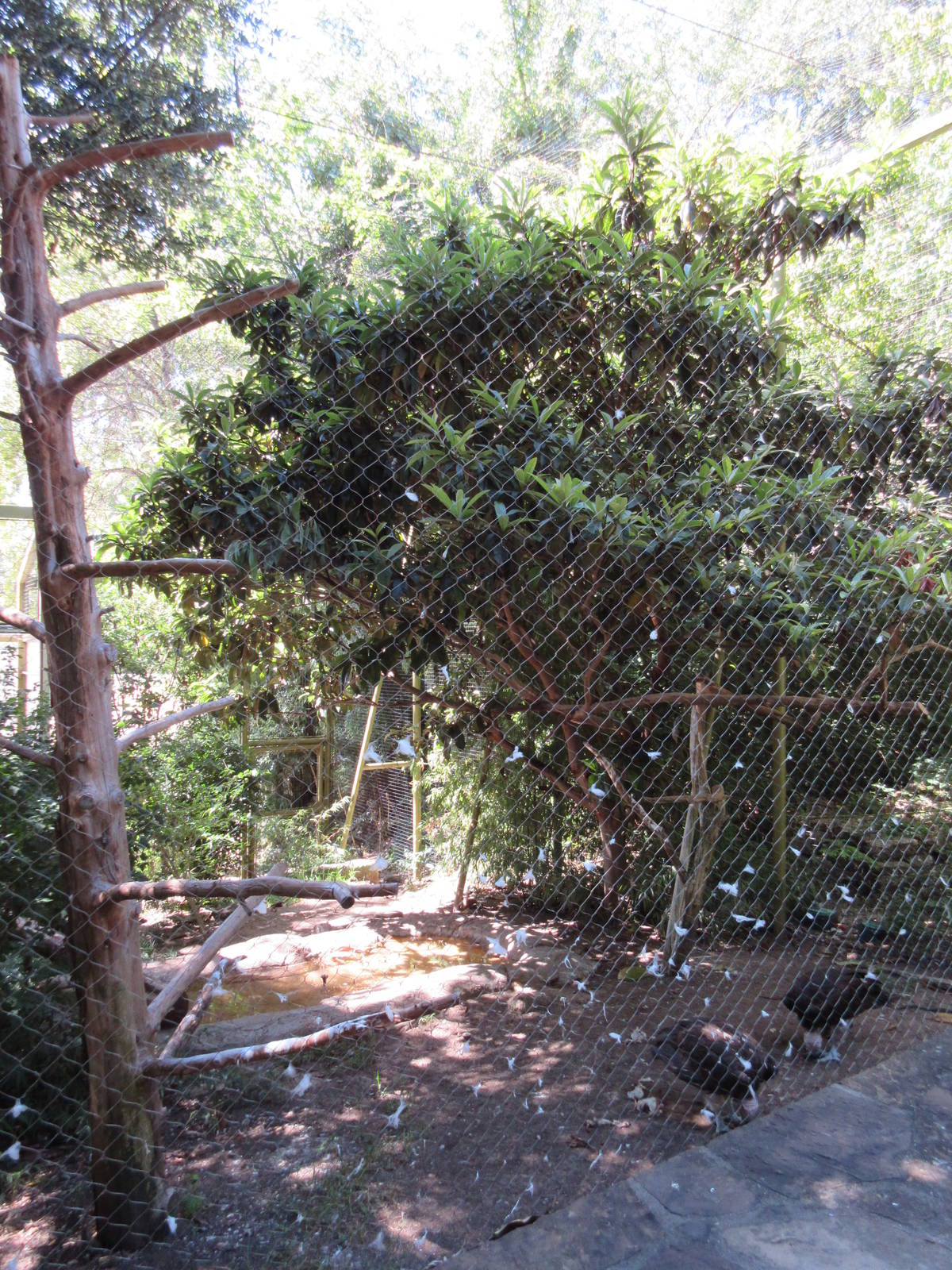 Wings of Wonder - Lappet Faced Vulture Exhibit
