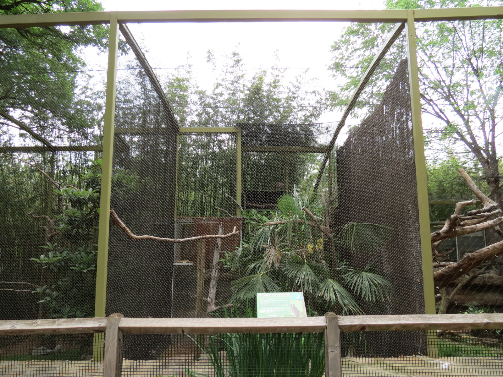 Wings of Wonder - Verreaux's Eagle-owl Exhibit