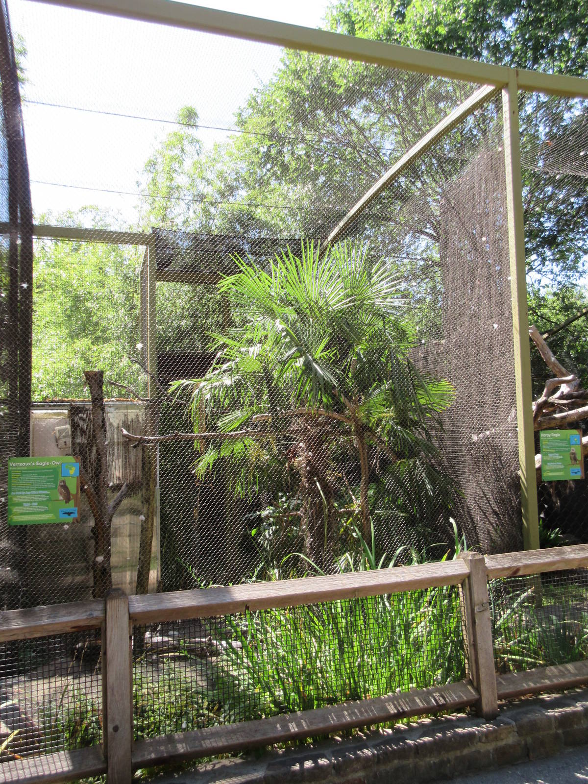 Wings of Wonder - Verreaux's Eagle Owl Exhibit