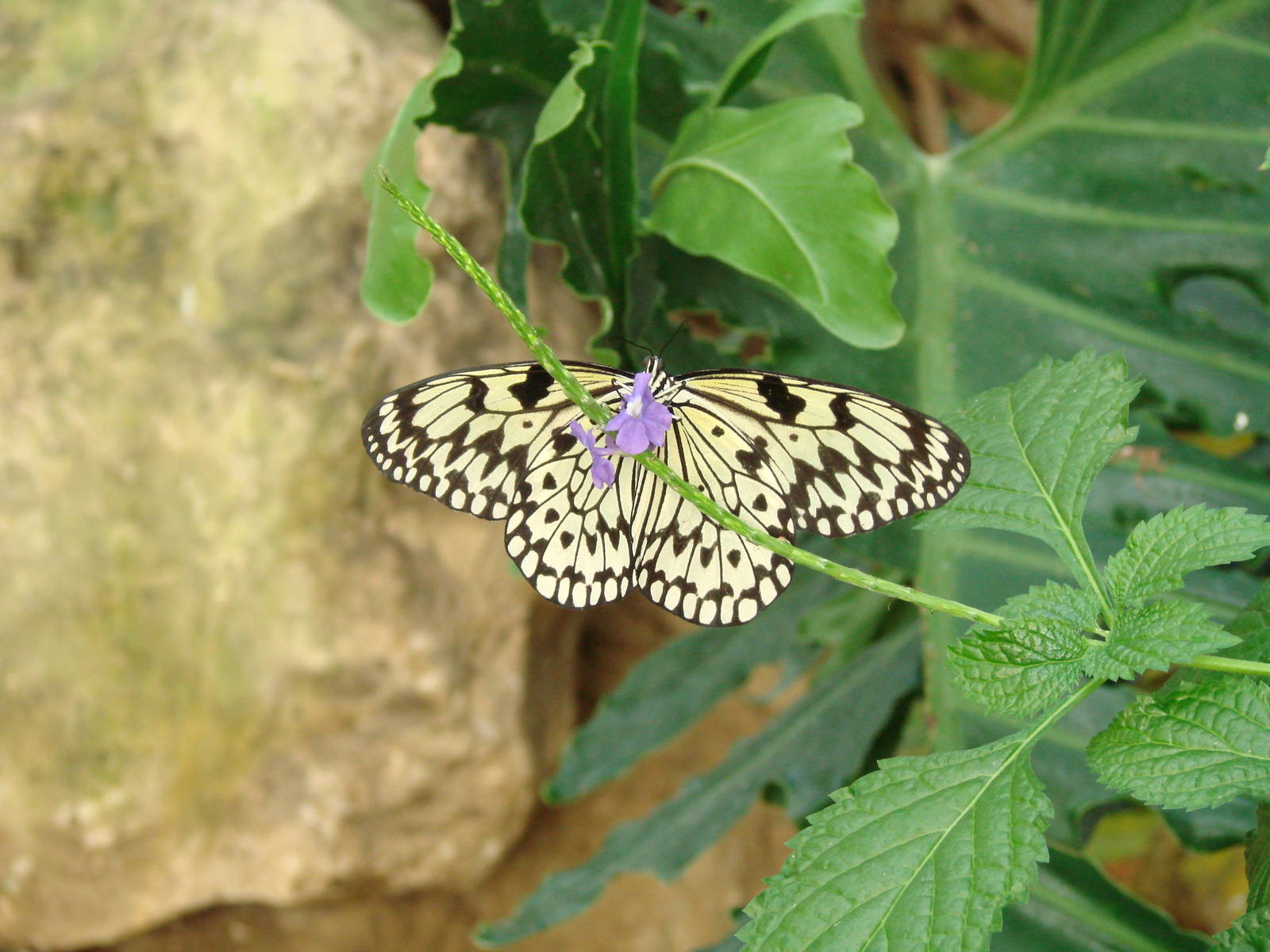 Wings Out - Wings of Paradise