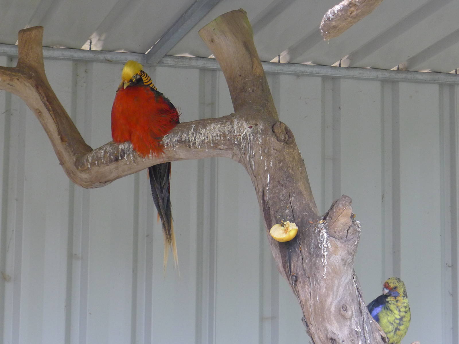 Wings Wildlife Park - Gunns Plains, Tasmaina