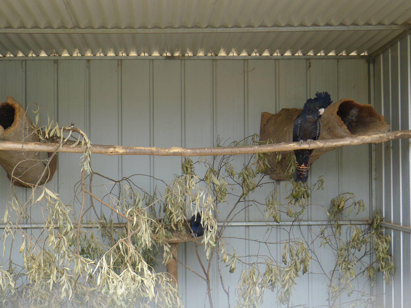 Wings Wildlife Park - Gunns Plains, Tasmaina