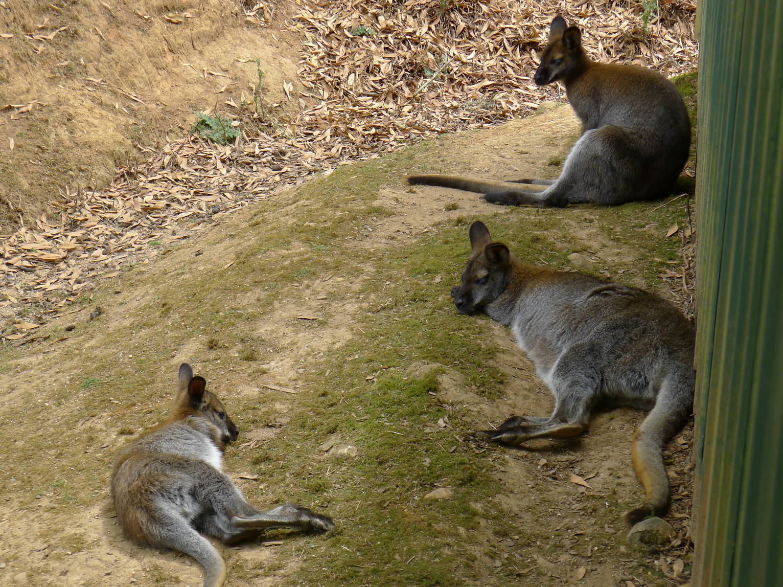 Wings Wildlife Park - Gunns Plains, Tasmaina