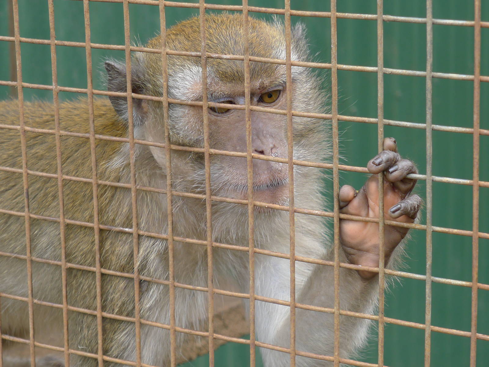 Wings Wildlife Park - Gunns Plains, Tasmaina