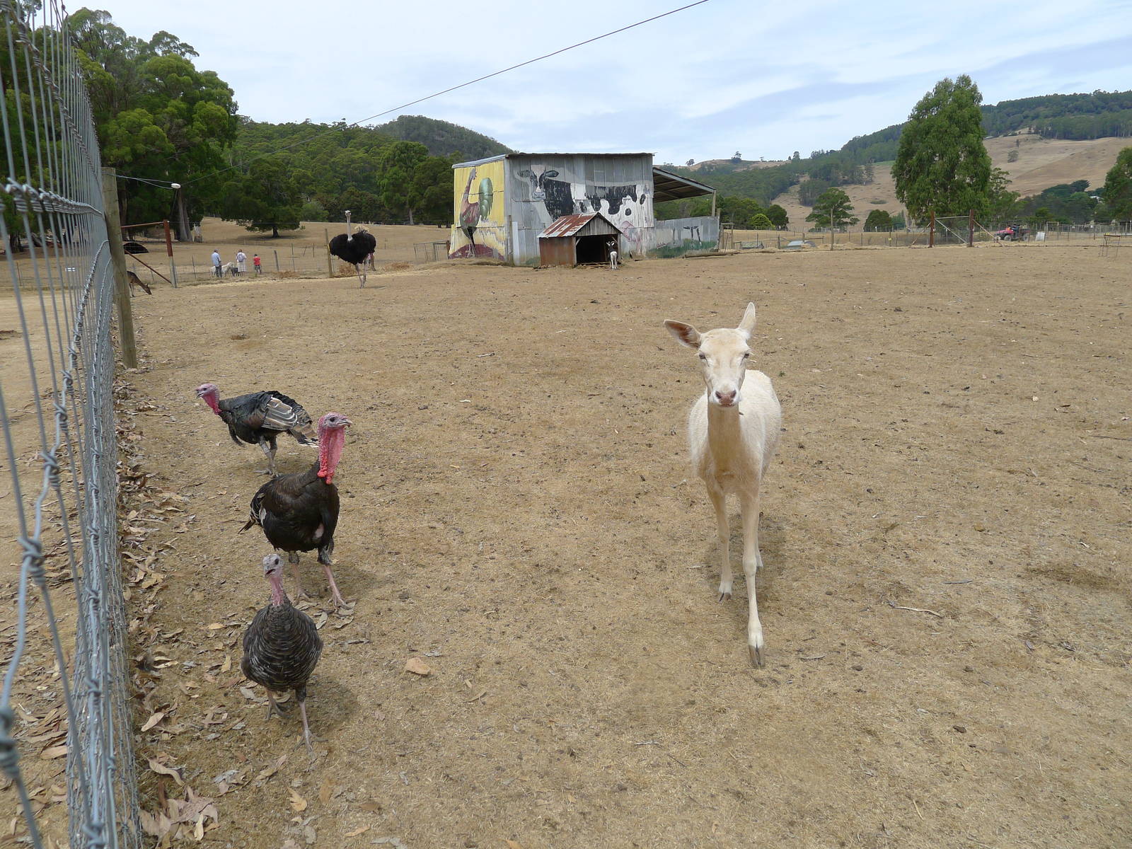 Wings Wildlife Park - Gunns Plains, Tasmaina