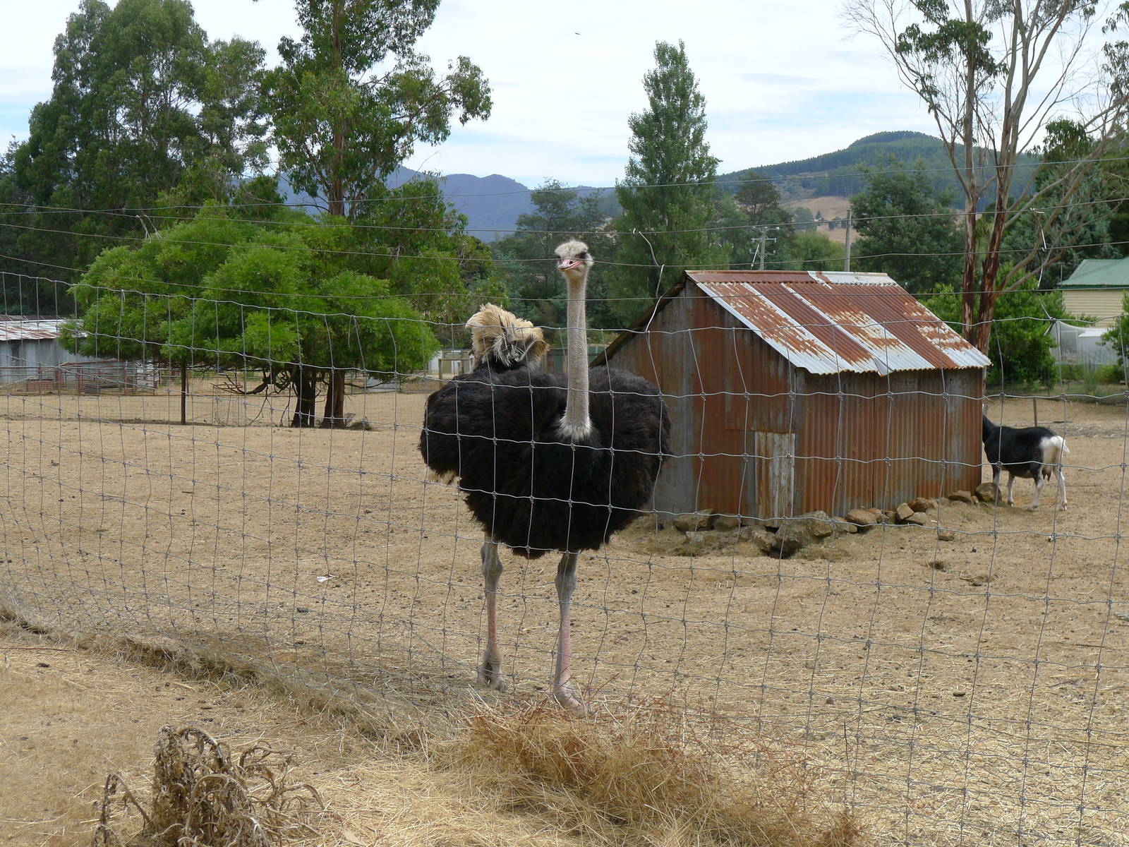 Wings Wildlife Park - Gunns Plains, Tasmaina