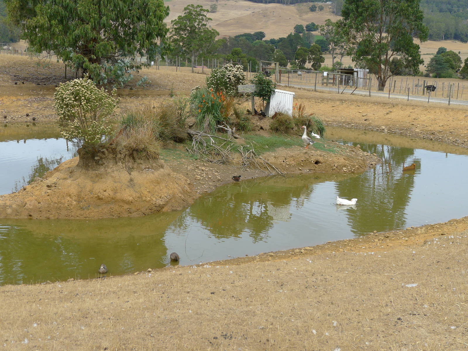 Wings Wildlife Park - Gunns Plains, Tasmaina
