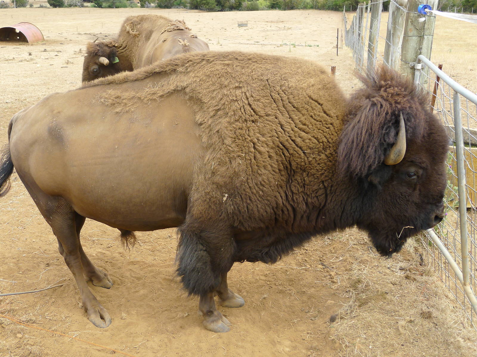 Wings Wildlife Park - Gunns Plains, Tasmaina