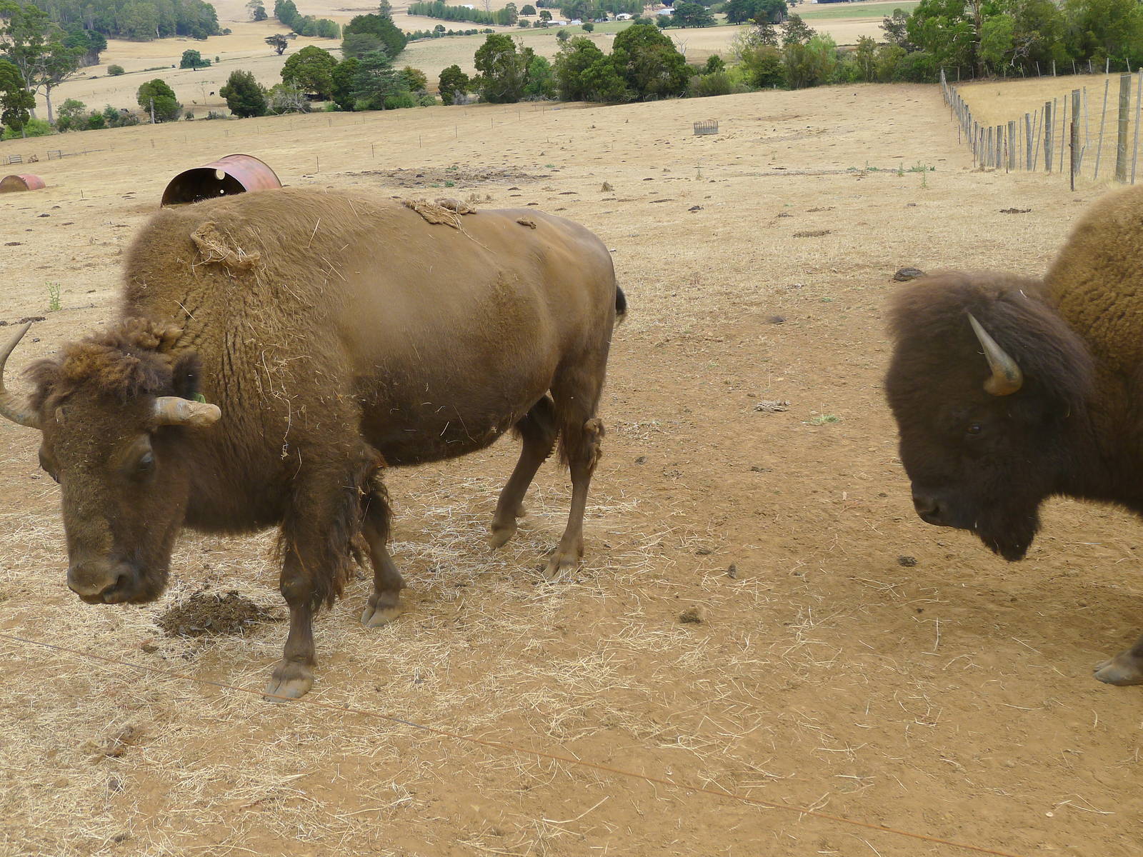 Wings Wildlife Park - Gunns Plains, Tasmaina