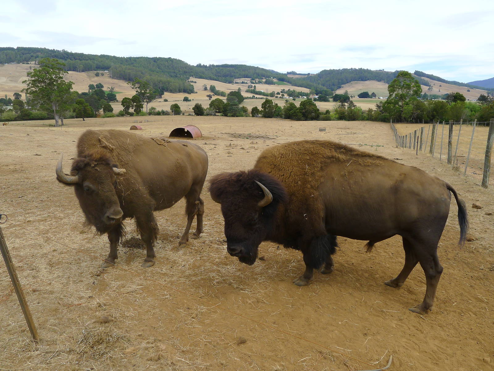 Wings Wildlife Park - Gunns Plains, Tasmaina