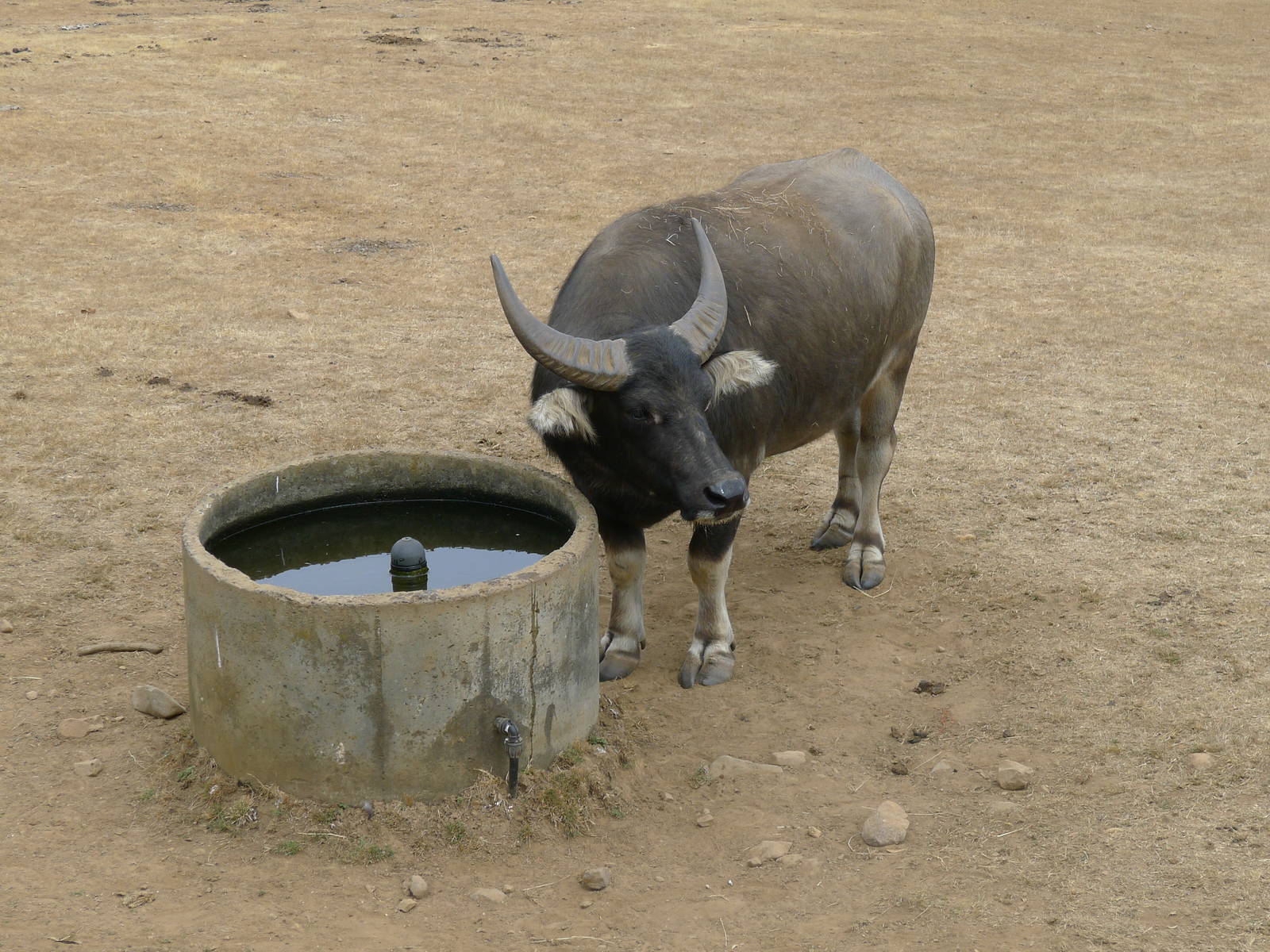 Wings Wildlife Park - Gunns Plains, Tasmaina