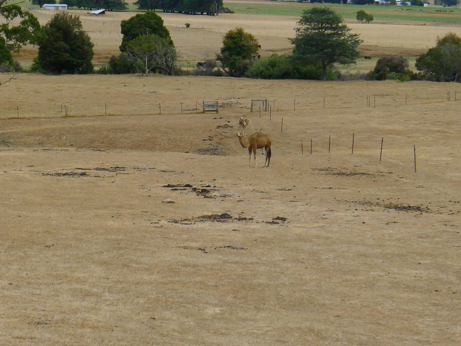 Wings Wildlife Park - Gunns Plains, Tasmaina