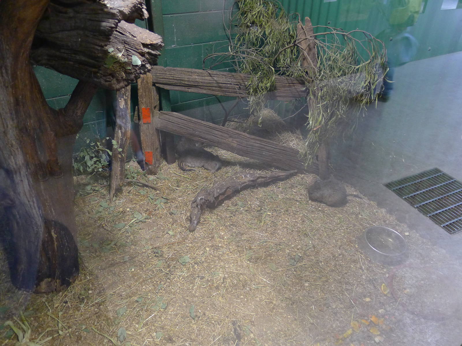 Wings Wildlife Park - Gunns Plains, Tasmaina