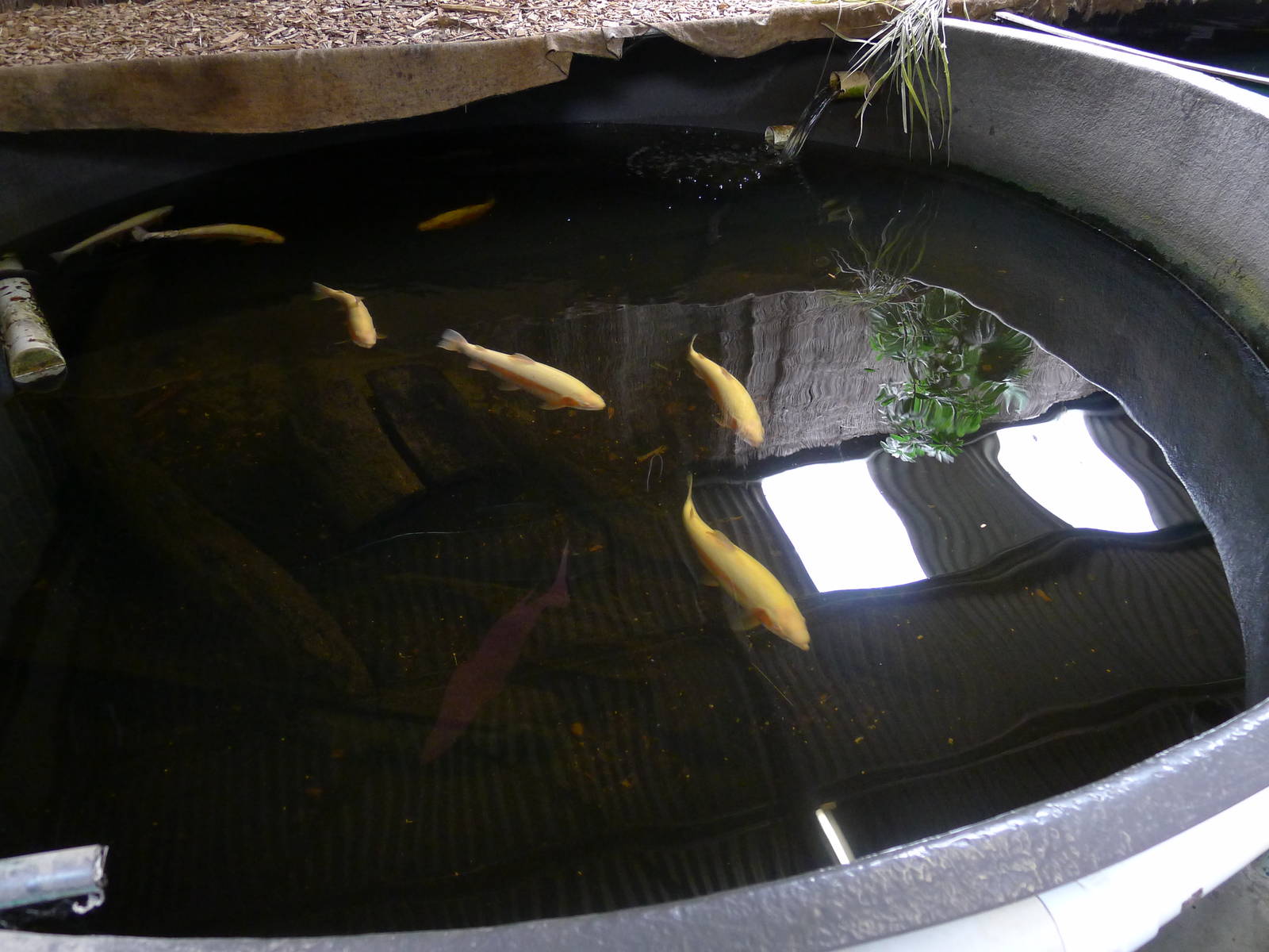 Wings Wildlife Park - Gunns Plains, Tasmaina