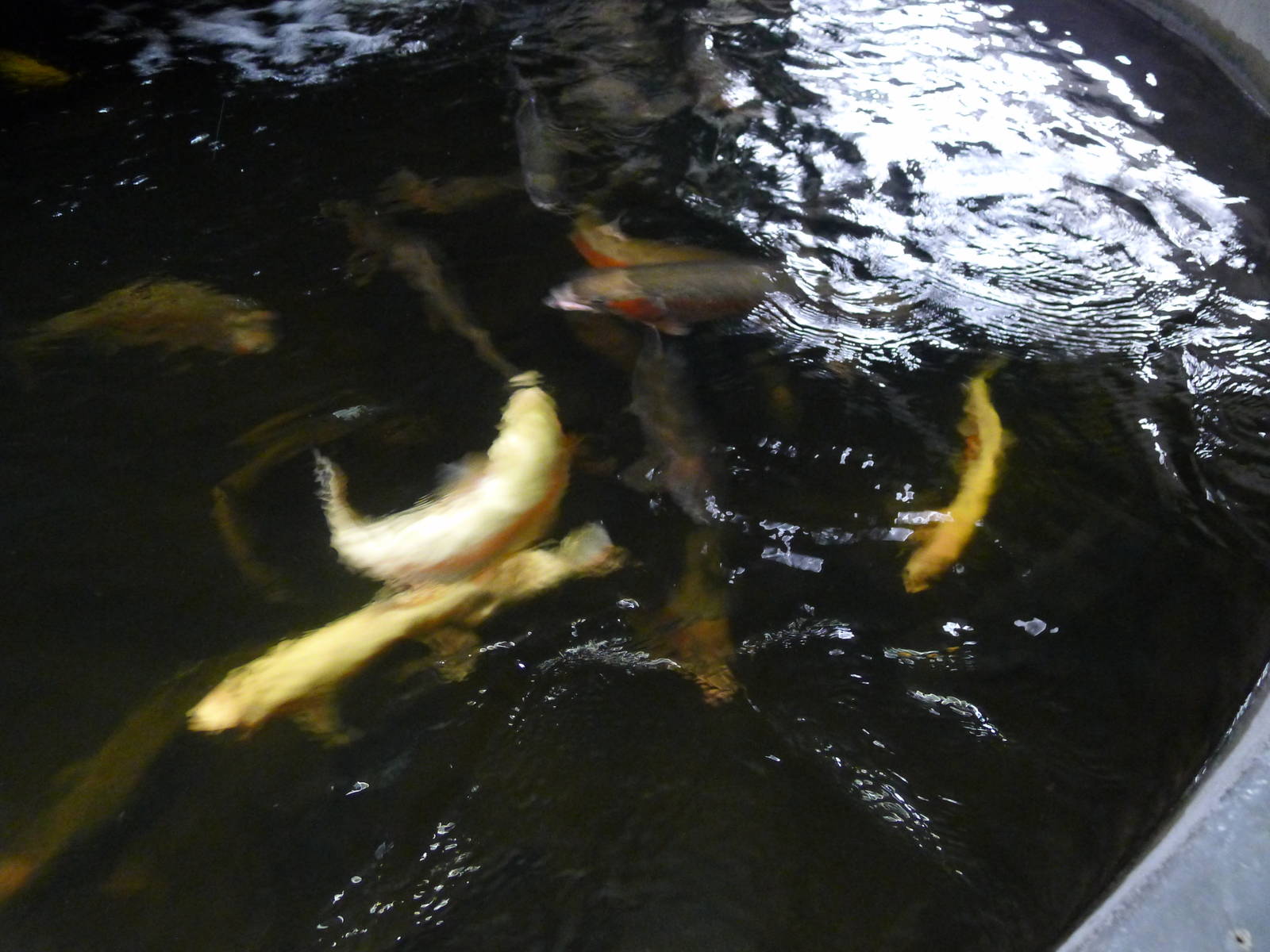 Wings Wildlife Park - Gunns Plains, Tasmaina