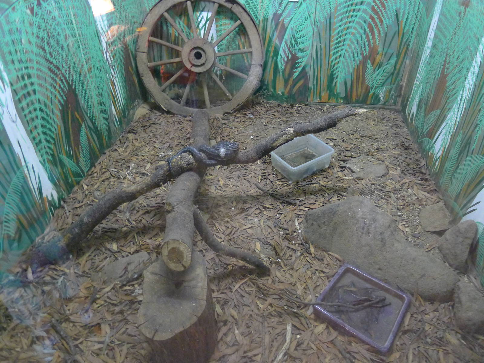 Wings Wildlife Park - Gunns Plains, Tasmaina