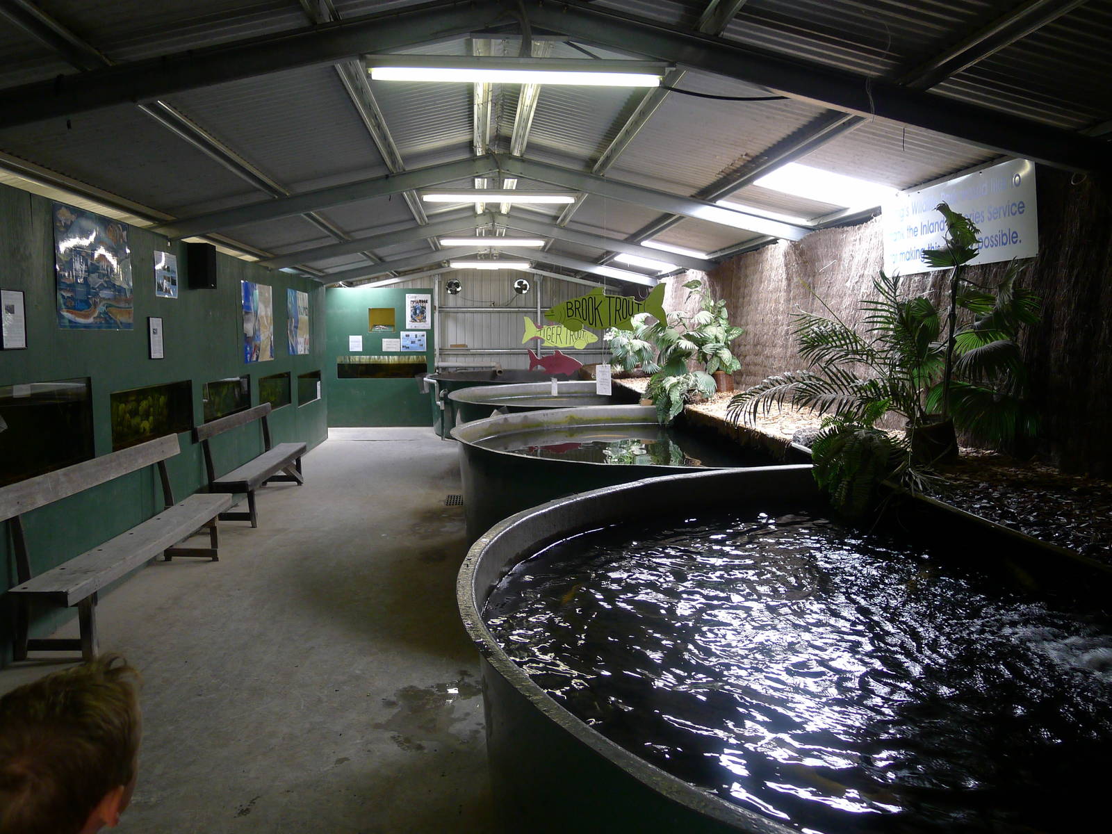 Wings Wildlife Park - Gunns Plains, Tasmaina