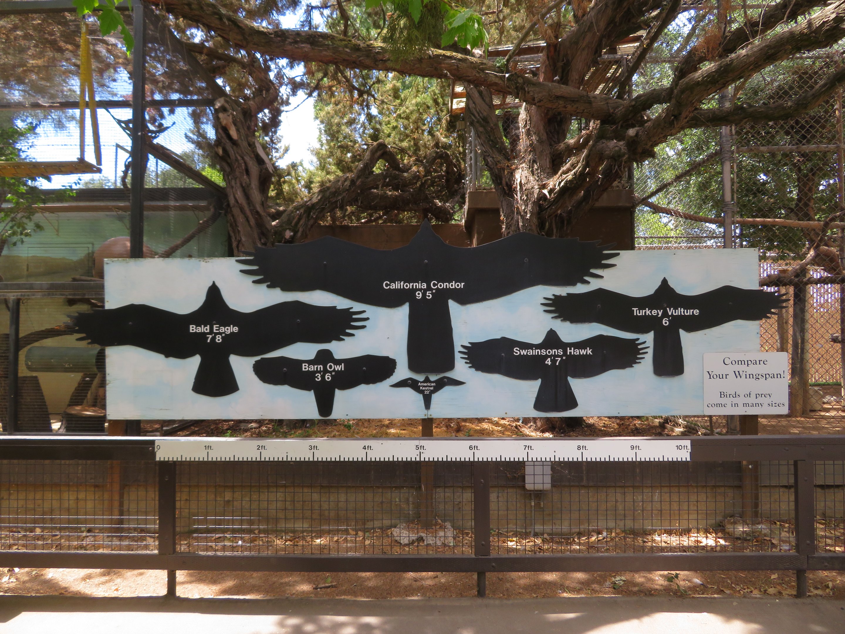 Wingspan Comparison Signage