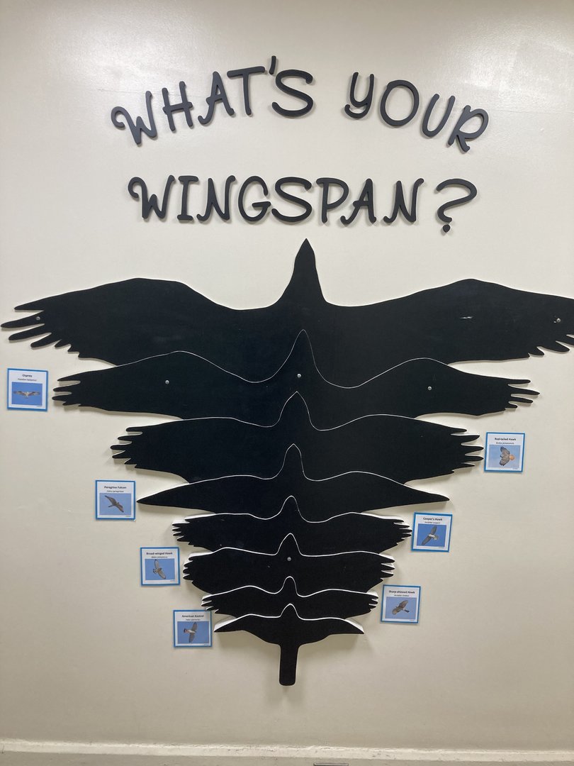 Wingspan Comparison