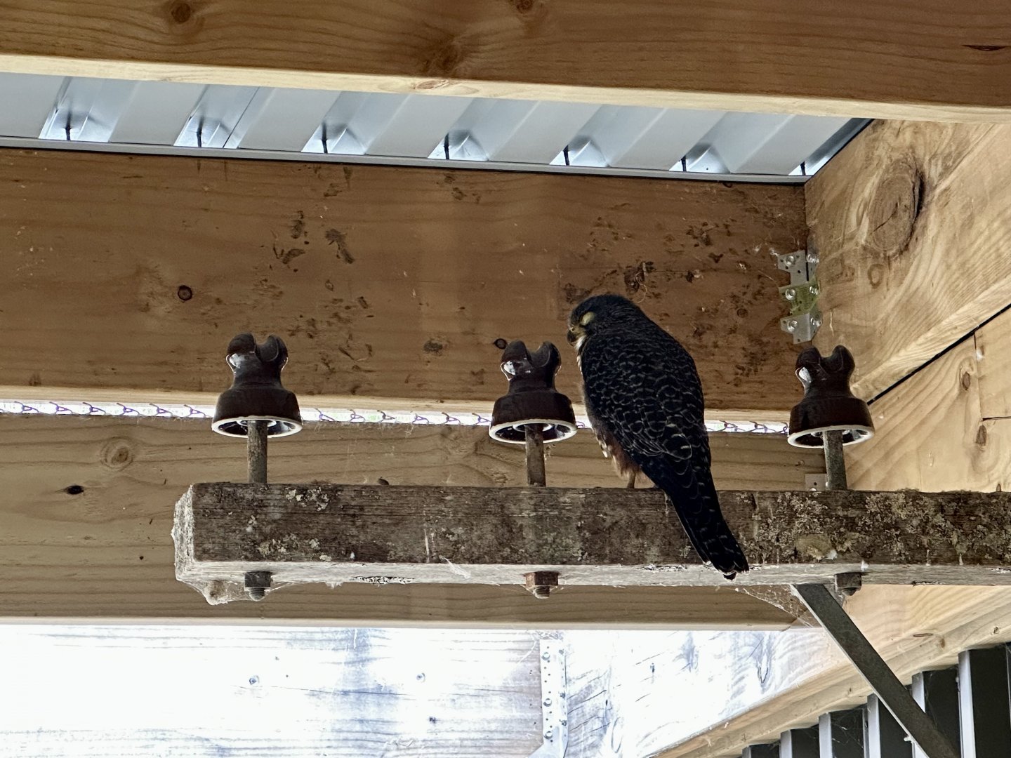 Wink (Male New Zealand Falcon)