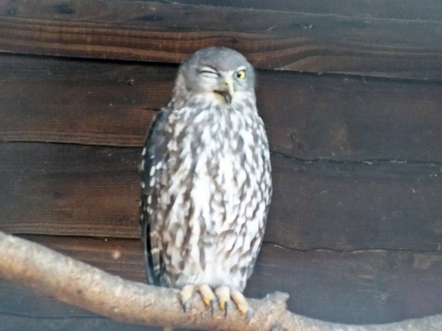 Winking barking owl