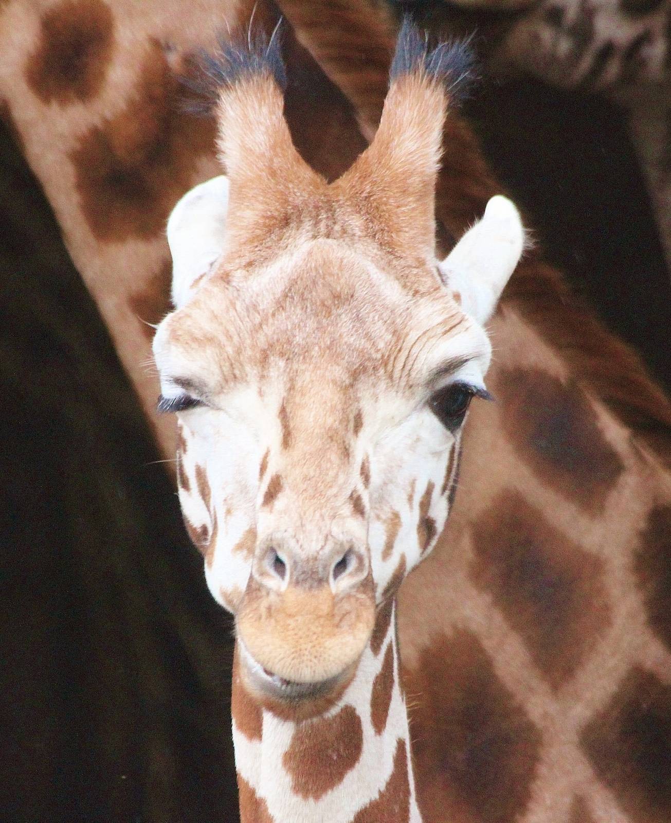 Winking Giraffe